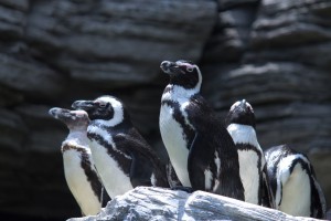 ペンギンもドキドキ。