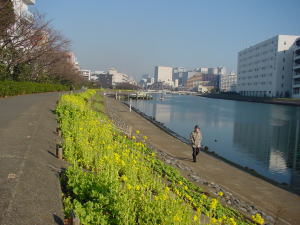 花海道菜の花