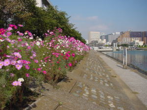 ２花海道コスモス