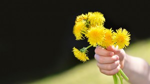 dandelion-735814_640