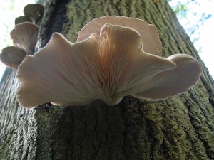 1280px-Pleurotus_ostreatus_JPG7