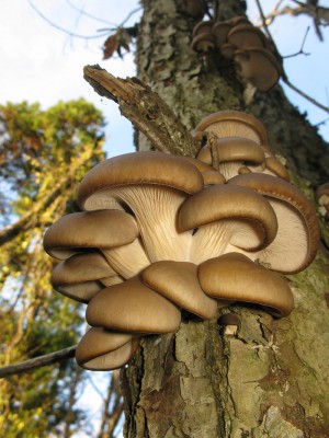 800px-Pleurotus_ostreatus,_Japan_1