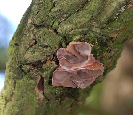 Auricularia_auricula-judae_a