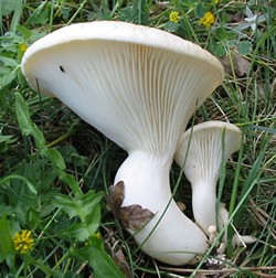 Pleurotus_nebrodensis