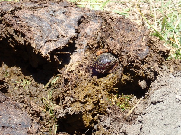 ふんころがし 想像以上にでかくてカブトムシのメスくらいです。後ろ足でフンを丸めます。