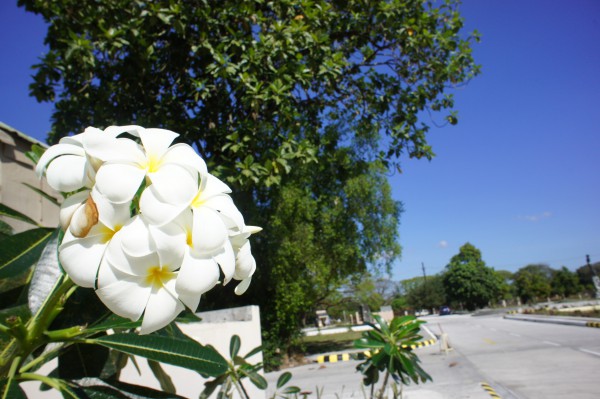 SONY DSC