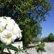 SONY DSC