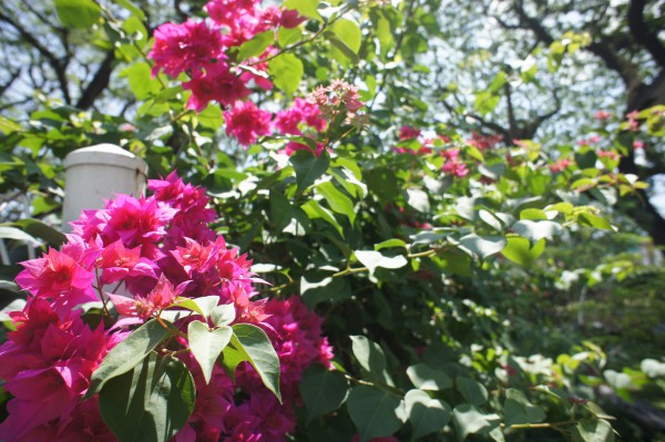 SONY DSC