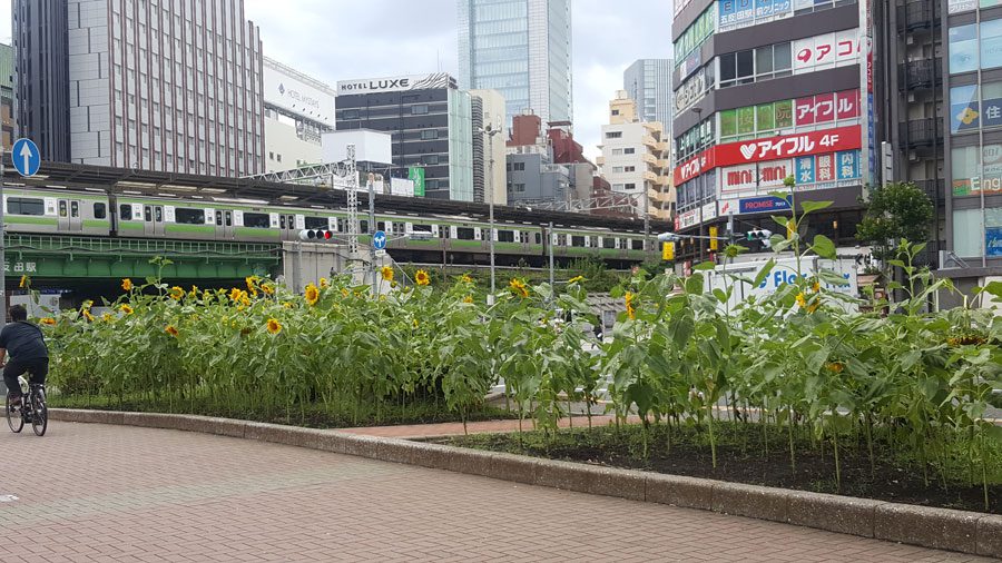 五反田　ひまわり