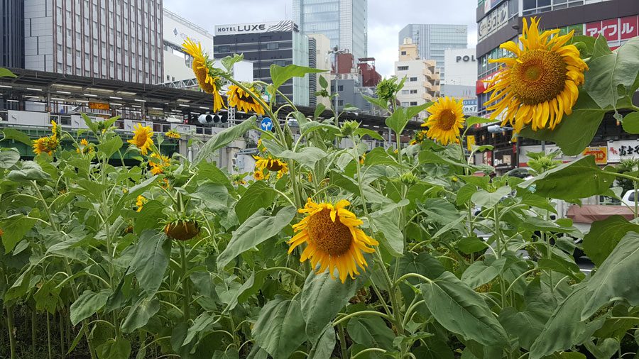 五反田　ひまわり