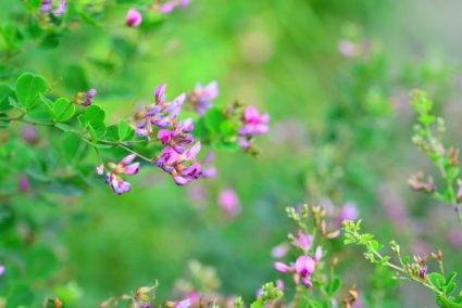 萩の花