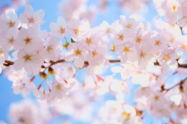 桜