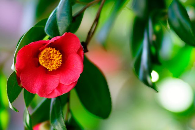 ので た が 花 コード 落ち