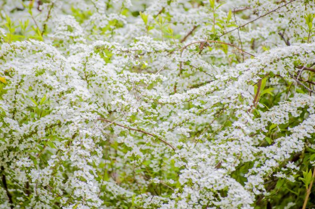 雪柳