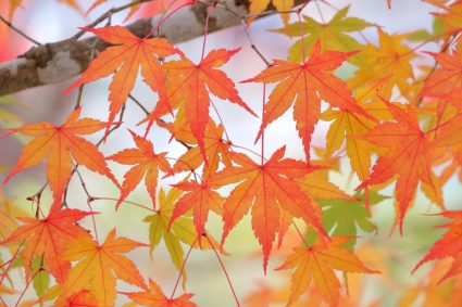 紅葉