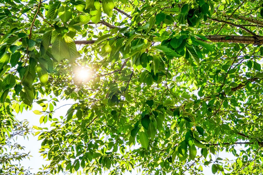 夏の木漏れ日